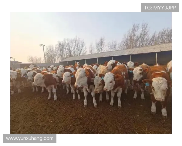 获取尊龙凯时平台旧版本的最佳途径与注意事项全面解析